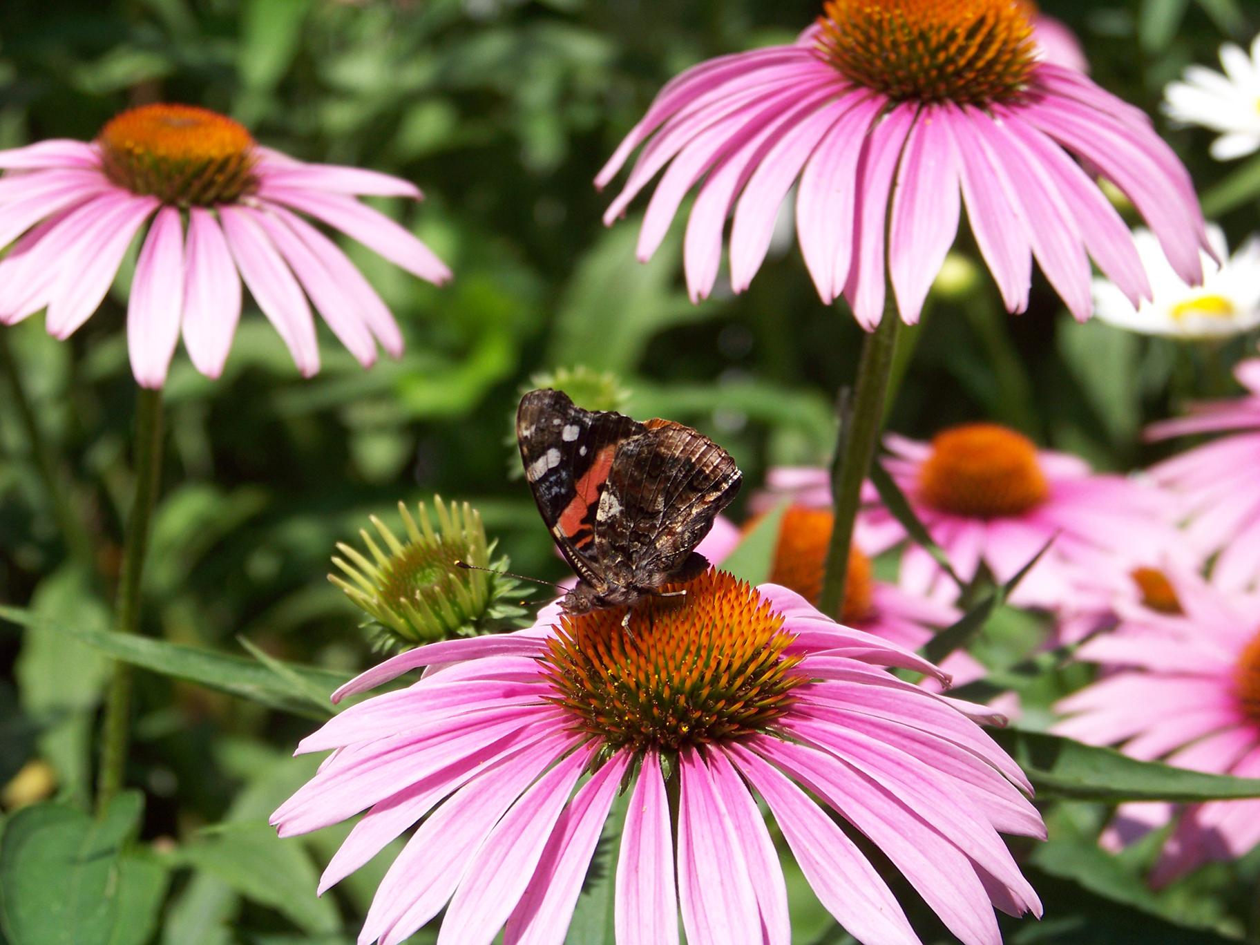 10 Prime Spots to See Butterflies in Chicago Chicago News WTTW
